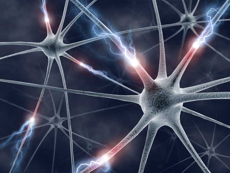 Gehirn-Neuronen